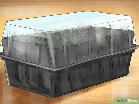 Image titled Germinate Seeds with Humidity Step 7
