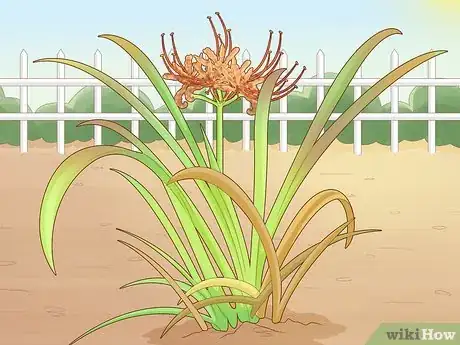 Image titled Plant Spider Lily Bulbs Step 21