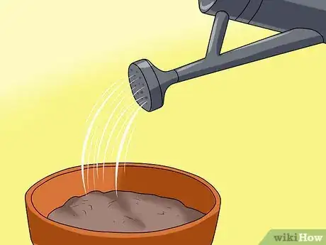 Image titled Grow Coleus Step 4