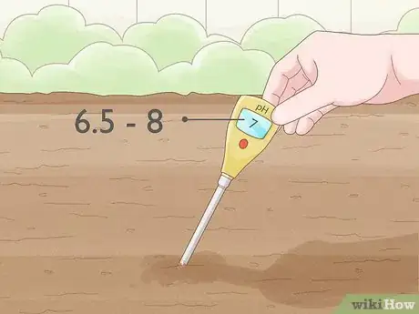 Image titled Grow Licorice Root Step 7