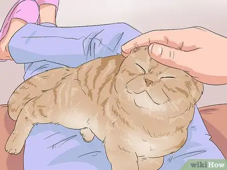 Image titled Identify an Exotic Shorthair Cat Step 8