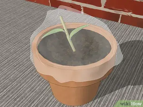 Image titled Grow Lemon Verbena Step 4