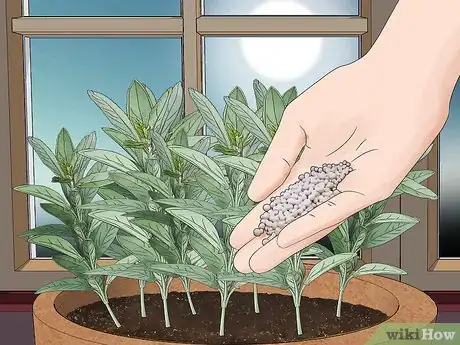 Image titled Grow Herbs in Pots Step 9