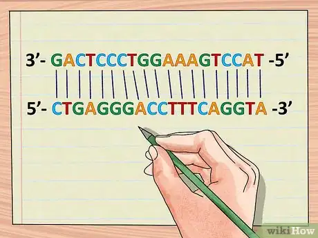 Image titled Understand DNA Structure Step 7