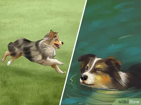 Image titled Find and Care for a Australian Shepherd Step 10