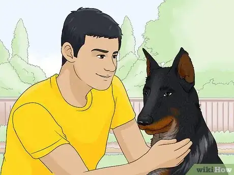 Image titled Identify a Beauceron Step 17