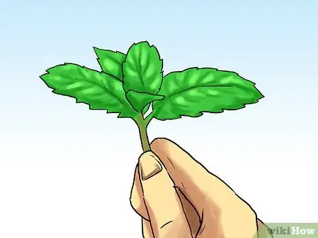 Image titled Grow Mint in a Pot Step 7