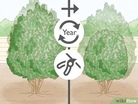 Image titled Harvest Bay Leaves Step 3