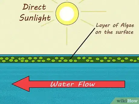 Image titled Grow Chlorella for a Food Supplement Step 2