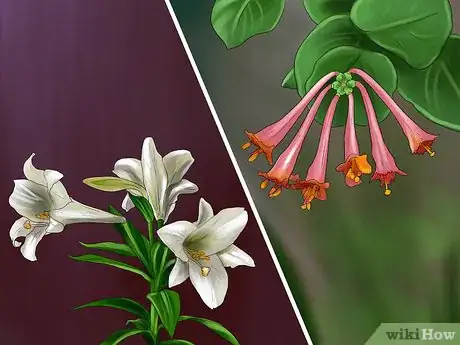 Image titled Protect Birds from Household Dangers Step 10