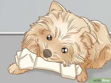 Image titled Groom a Yorkie Pomeranian Mix Step 18