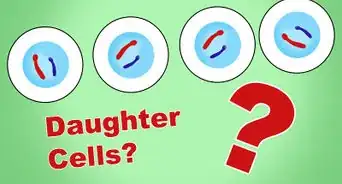 Differentiate Between Mitosis and Meiosis