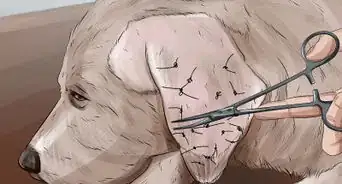 Treat Aural Hematomas in Dogs