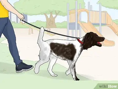Image titled Identify a German Longhaired Pointer Step 12