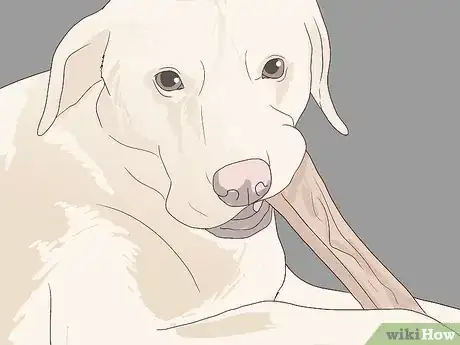 Image titled Check for Signs of Dental Disease in Dogs Step 11