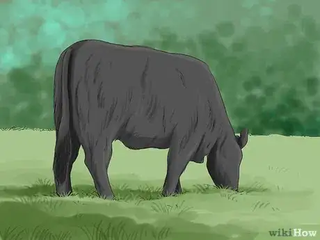 Image titled Identify Welsh Black Cattle Step 8