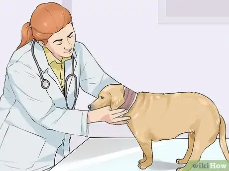 Image titled Treat Metabolic Disease in Older Dogs Step 7