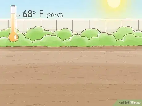 Image titled Grow Licorice Root Step 5