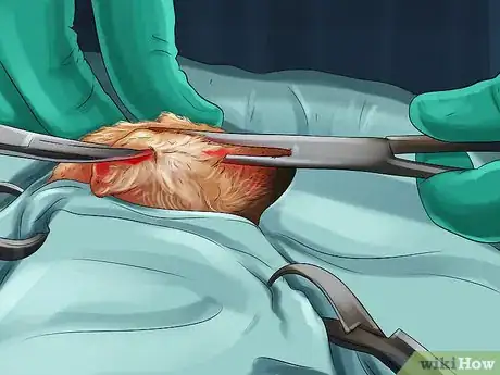 Image titled Diagnose and Treat Ear Infections in Cats Step 14