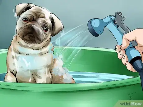 Image titled Groom Pugs Step 11