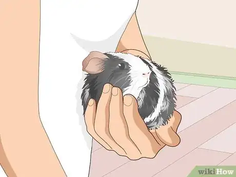 Image titled Ensure a Happy Life for Your Guinea Pig Step 20