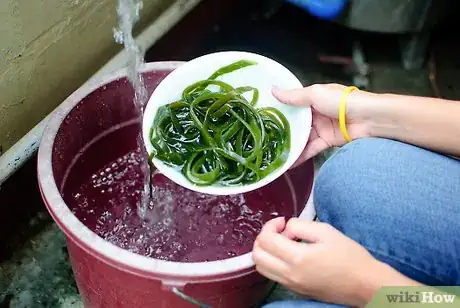 Image titled Make Seaweed Tea Liquid Fertiliser Step 3