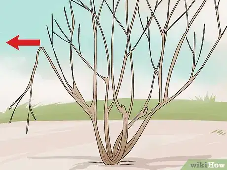 Image titled Prune Vines Step 4