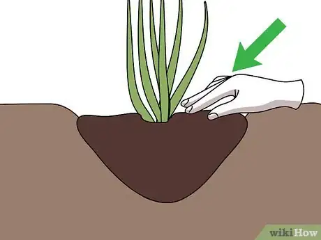 Image titled Grow Pampas Grass Step 08