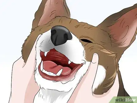 Image titled Identify a Cardigan Welsh Corgi Step 14