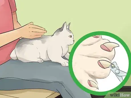 Image titled Take Care of a Japanese Bobtail Step 21