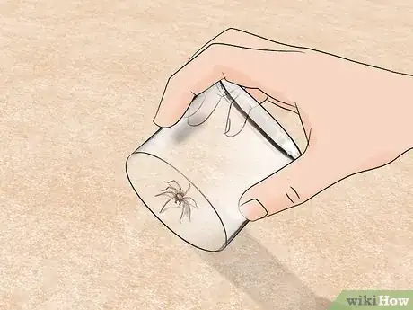 Image titled Get Rid of Spiders on an Outside Desk Step 11