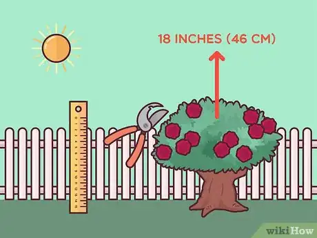 Image titled Save a Dying Rose Bush Step 10