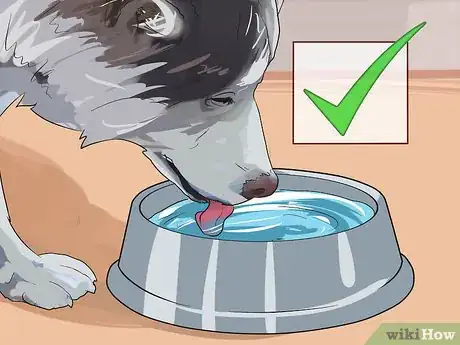 Image titled Prevent an Older Dog from Overheating Step 6