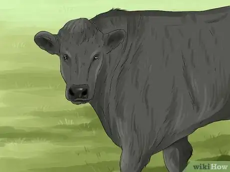 Image titled Identify Welsh Black Cattle Step 3