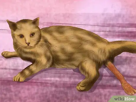 Image titled Treat Feline Intestinal Lymphoma Step 4