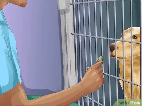 Image titled Choose the Right Care for Your Dog While on Vacation Step 11