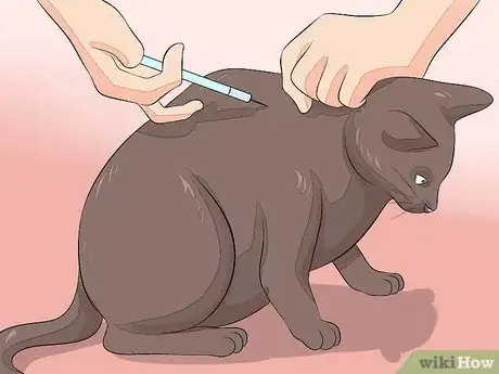 Image titled Choose a Healthy Kitten Step 24