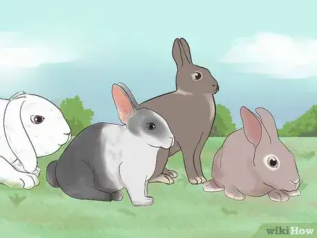 Image titled Select a Show Rabbit Step 2