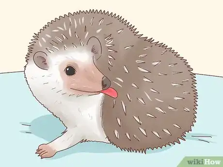 Image titled Take Care of a Hedgehog Step 5