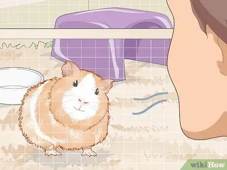 Image titled Ensure a Happy Life for Your Guinea Pig Step 17