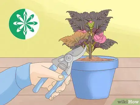 Image titled Plant Begonias in a Pot Step 10
