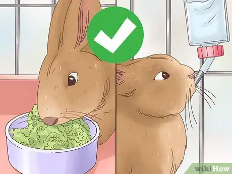 Image titled Treat Diarrhea in Rabbits Step 14