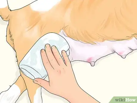 Image titled Treat Joint or Spinal Issues in Dogs with Prolotherapy Step 7