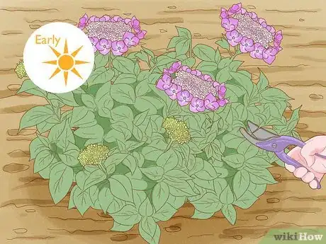 Image titled Prune Lacecap Hydrangeas Step 2