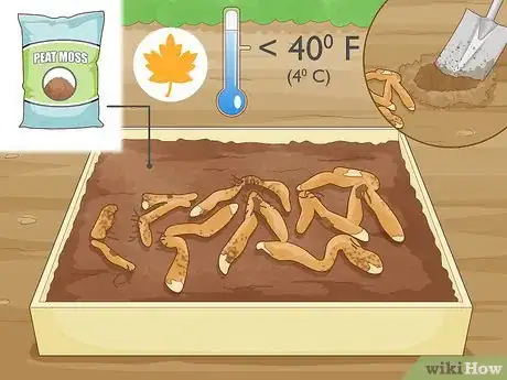 Image titled Plant Gloriosa Bulbs Step 12