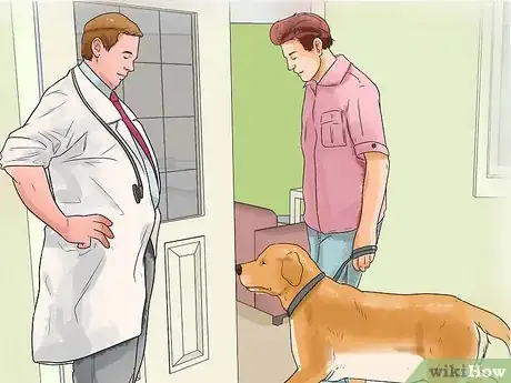 Image titled Diagnose Obesity in Labrador Retrievers Step 4