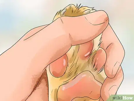 Image titled Care for Labradoodles Step 7