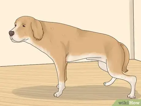 Image titled Recognize Signs of Anxiety in Dogs Step 7