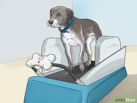 Image titled Exercise Your Dog Step 4