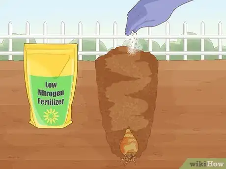 Image titled Plant Spider Lily Bulbs Step 20